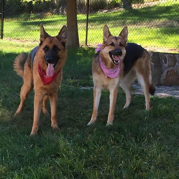 Meet Posh Ambassador Teresa / Welcome to my Closet - Picture 2 of 2